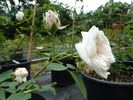 Étendard de Jeanne d'Arc rose photo