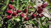 Fairy Bouquet Red rose photo