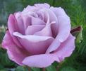 Blauer Engel rose photo