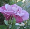 Blauer Engel rose photo