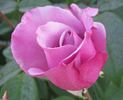 Blauer Engel rose photo