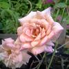 Twilight Trail rose photo