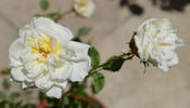 Johanna Tantau rose photo