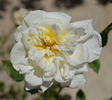 Johanna Tantau rose photo