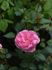Gimme Five rose photo