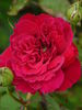 Great Balls Of Fire rose photo