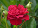 Great Balls Of Fire rose photo