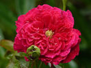 Great Balls Of Fire rose photo