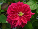 Great Balls Of Fire rose photo