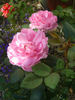 Gimme Five rose photo