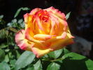Konfetti ™ rose photo