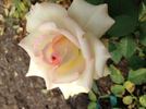 Crystal Palace rose photo