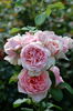 Doris Leuthard rose photo