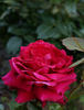 Алустон rose photo
