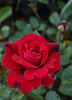 Алустон rose photo