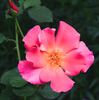 Excite rose photo