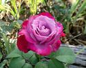 Cloudland rose photo