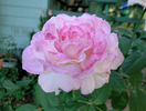 Fragrant Lace ™ rose photo