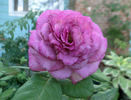 Fragrant Rhapsody ™ rose photo