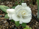 White Masterpiece rose photo