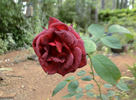 Chocolate Sundae ™ rose photo