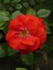 En Vogue rose photo
