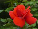 En Vogue rose photo