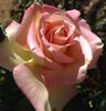 Cajun Sunrise rose photo