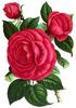 Countess of Rosebery rose photo