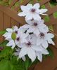 Snow Queen clematis photo