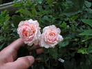 14 Moonlight OP 03 rose photo