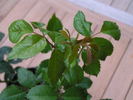 14 Moonlight OP 03 rose photo
