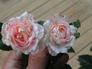 14 Moonlight OP 03 rose photo