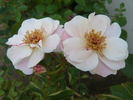 Art Decor rose photo
