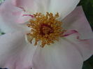 Art Decor rose photo