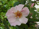 Art Decor rose photo