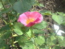 Dainty Maid rose photo