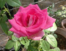 Crowd Pleaser ™ rose photo