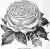 Beauté de Grange de Héby rose photo