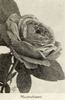 Magnafrano rose photo