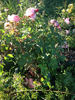 Firestar Phoenix rose photo