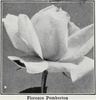 Florence Pemberton rose photo