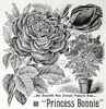 Princess Bonnie rose photo