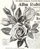 Alba Rubrifolia rose photo