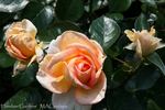 Hamilton Gardens rose photo