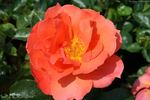 Isa rose photo