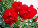 Castella ® rose photo