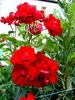 Castella ® rose photo