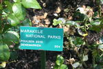 Marakele ™ rose photo
