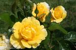 Marakele ™ rose photo